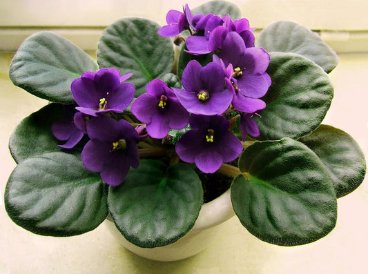African Violet Room Spray